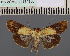  (Stictoptera camerunicaDS01ST - BC ZSM Lep 114180)  @11 [ ] by-nc-sa (2021) SNSB, Staatliche Naturwissenschaftliche Sammlungen Bayerns ZSM (SNSB, Zoologische Staatssammlung Muenchen)
