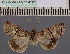  (Stictoptera gabri - BC ZSM Lep 114182)  @11 [ ] by-nc-sa (2021) SNSB, Staatliche Naturwissenschaftliche Sammlungen Bayerns ZSM (SNSB, Zoologische Staatssammlung Muenchen)