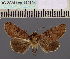  (Stictoptera antematginataDS01Seych - BC ZSM Lep 114194)  @11 [ ] by-nc-sa (2021) SNSB, Staatliche Naturwissenschaftliche Sammlungen Bayerns ZSM (SNSB, Zoologische Staatssammlung Muenchen)