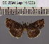  (Lophoptera nigrosuffusaDS03Eth - BC ZSM Lep 114203)  @11 [ ] by-nc-sa (2021) SNSB, Staatliche Naturwissenschaftliche Sammlungen Bayerns ZSM (SNSB, Zoologische Staatssammlung Muenchen)