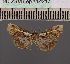  (Lophoptera DS01MDG - BC ZSM Lep 114217)  @11 [ ] by-nc-sa (2021) SNSB, Staatliche Naturwissenschaftliche Sammlungen Bayerns ZSM (SNSB, Zoologische Staatssammlung Muenchen)