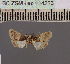  (Lophoptera DS03MDG - BC ZSM Lep 114226)  @11 [ ] by-nc-sa (2021) SNSB, Staatliche Naturwissenschaftliche Sammlungen Bayerns ZSM (SNSB, Zoologische Staatssammlung Muenchen)