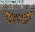  (Lophoptera africanaDS01Ke - BC_ZSM_Lep_114912)  @11 [ ] by-nc-sa (2022) SNSB, Staatliche Naturwissenschaftliche Sammlungen Bayerns ZSM (SNSB, Zoologische Staatssammlung Muenchen)