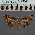  (Lophoptera africanaDS02MDG - BC_ZSM_Lep_114914)  @11 [ ] by-nc-sa (2022) SNSB, Staatliche Naturwissenschaftliche Sammlungen Bayerns ZSM (SNSB, Zoologische Staatssammlung Muenchen)