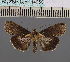  (Lophoptera umbrata - BC_ZSM_Lep_114950)  @11 [ ] by-nc-sa (2022) SNSB, Staatliche Naturwissenschaftliche Sammlungen Bayerns ZSM (SNSB, Zoologische Staatssammlung Muenchen)