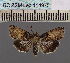  (Lophoptera fuscosuffusa - BC_ZSM_Lep_114975)  @11 [ ] by-nc-sa (2022) SNSB, Staatliche Naturwissenschaftliche Sammlungen Bayerns ZSM (SNSB, Zoologische Staatssammlung Muenchen)