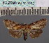  (Lophoptera emirufa - BC_ZSM_Lep_114980)  @11 [ ] by-nc-sa (2022) SNSB, Staatliche Naturwissenschaftliche Sammlungen Bayerns ZSM (SNSB, Zoologische Staatssammlung Muenchen)