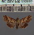  (Lophoptera coeruleaDS01Gab - BC_ZSM_Lep_115000)  @11 [ ] by-nc-sa (2022) SNSB, Staatliche Naturwissenschaftliche Sammlungen Bayerns ZSM (SNSB, Zoologische Staatssammlung Muenchen)