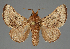  (Thoseidea lineapunctata - BC_ZSM_Lep_115552)  @11 [ ] by-nc-sa (2023) SNSB, Staatliche Naturwissenschaftliche Sammlungen Bayerns ZSM (SNSB, Zoologische Staatssammlung Muenchen)