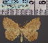  (Epigynopteryx DS01MDG - BC_ZSM_Lep_116433)  @11 [ ] by-nc-sa (2023) SNSB, Staatliche Naturwissenschaftliche Sammlungen Bayerns ZSM (SNSB, Zoologische Staatssammlung Muenchen)