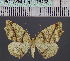  (Epigynopteryx DS02Ke - BC_ZSM_Lep_116438)  @11 [ ] by-nc-sa (2023) SNSB, Staatliche Naturwissenschaftliche Sammlungen Bayerns ZSM (SNSB, Zoologische Staatssammlung Muenchen)