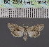  (Stenosticta robustaDS01Ke - BC_ZSM_Lep_116447)  @11 [ ] by-nc-sa (2023) SNSB, Staatliche Naturwissenschaftliche Sammlungen Bayerns ZSM (SNSB, Zoologische Staatssammlung Muenchen)