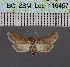  (Stenosticta violacea - BC_ZSM_Lep_116457)  @11 [ ] by-nc-sa (2023) SNSB, Staatliche Naturwissenschaftliche Sammlungen Bayerns ZSM (SNSB, Zoologische Staatssammlung Muenchen)