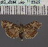  (Lophoptera alutacea - BC_ZSM_Lep_116523)  @11 [ ] by-nc-sa (2023) SNSB, Staatliche Naturwissenschaftliche Sammlungen Bayerns ZSM (SNSB, Zoologische Staatssammlung Muenchen)