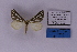  (Pseudomaenas alcidata - BC_ZSM_Lep_118852)  @11 [ ] by-nc-sa (2023) SNSB, Staatliche Naturwissenschaftliche Sammlungen Bayerns ZSM (SNSB, Zoologische Staatssammlung Muenchen)
