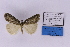  (Crambometra obfuscata - BC_ZSM_Lep_118864)  @11 [ ] by-nc-sa (2023) SNSB, Staatliche Naturwissenschaftliche Sammlungen Bayerns ZSM (SNSB, Zoologische Staatssammlung Muenchen)