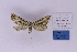  (Hebdomophruda disconnecta - BC_ZSM_Lep_118896)  @11 [ ] by-nc-sa (2023) SNSB, Staatliche Naturwissenschaftliche Sammlungen Bayerns ZSM (SNSB, Zoologische Staatssammlung Muenchen)