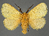  (Xanthopteryx confusa - BC_ZSM_Lep_115512_b)  @11 [ ] by-nc-sa (2024) SNSB, Staatliche Naturwissenschaftliche Sammlungen Bayerns ZSM (SNSB, Zoologische Staatssammlung Muenchen)