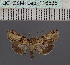 (Lophoptera nigrosuffusa_KeSom - BC_ZSM_Lep_116535)  @11 [ ] by-nc-sa (2024) SNSB, Staatliche Naturwissenschaftliche Sammlungen Bayerns ZSM (SNSB, Zoologische Staatssammlung Muenchen)