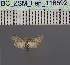  (Stenosticta griseaDS02_Ke - BC_ZSM_Lep_116592)  @11 [ ] by-nc-sa (2024) SNSB, Staatliche Naturwissenschaftliche Sammlungen Bayerns ZSM (SNSB, Zoologische Staatssammlung Muenchen)