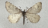  (Lignyoptera thaumastaria - BC_ZSM_Lep_119273)  @11 [ ] by-nc-sa (2024) SNSB, Staatliche Naturwissenschaftliche Sammlungen Bayerns ZSM (SNSB, Zoologische Staatssammlung Muenchen)
