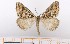  (Pseudomaenas intricata - BC_ZSM_Lep_119400)  @11 [ ] by-nc-sa (2024) SNSB, Staatliche Naturwissenschaftliche Sammlungen Bayerns ZSM (SNSB, Zoologische Staatssammlung Muenchen)