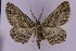  (Hypomecis gladstonei - BC_ZSM_Lep_119434)  @11 [ ] by-nc-sa (2024) SNSB, Staatliche Naturwissenschaftliche Sammlungen Bayerns ZSM (SNSB, Zoologische Staatssammlung Muenchen)