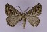  (Hypotephrina minimaHS01 - BC_ZSM_Lep_119435)  @11 [ ] by-nc-sa (2024) SNSB, Staatliche Naturwissenschaftliche Sammlungen Bayerns ZSM (SNSB, Zoologische Staatssammlung Muenchen)