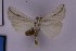  (Microligia paradolosa - BC_ZSM_Lep_119436)  @11 [ ] by-nc-sa (2024) SNSB, Staatliche Naturwissenschaftliche Sammlungen Bayerns ZSM (SNSB, Zoologische Staatssammlung Muenchen)