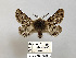  (Microbiston lanaria - BC_ZSM_Lep_119448)  @11 [ ] by-nc-sa (2024) SNSB, Staatliche Naturwissenschaftliche Sammlungen Bayerns ZSM (SNSB, Zoologische Staatssammlung Muenchen)