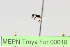  (Camponotus sp. 4 - MEPN Troya For 00018)  @11 [ ] Copyright (2012) Adrian Troya MEPN
