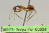  (Camponotus sp. 10 - MEPN Troya For 00028)  @14 [ ] Copyright (2012) Adrian Troya MEPN