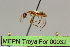  (Camponotus sp. 11 - MEPN Troya For 00032)  @11 [ ] Copyright (2012) Adrian Troya MEPN
