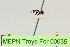  (Camponotus sp. 13 - MEPN Troya For 00035)  @11 [ ] Copyright (2012) Adrian Troya MEPN