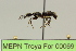  (Pachycondyla sp. 1 - MEPN Troya For 00069)  @11 [ ] Copyright (2012) Adrian Troya MEPN