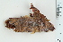  (Botrylloides leachii - ZMBN_130085)  @11 [ ] CreativeCommons - Attribution Non-Commercial Share-Alike (2019) University of Bergen Natural History Collections