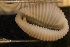  ( - ZMBN_131465)  @11 [ ] CreativeCommons - Attribution Non-Commercial Share-Alike (2019) University of Bergen Natural History Collections