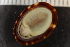  ( - ZMBN_131664)  @11 [ ] CreativeCommons - Attribution Non-Commercial Share-Alike (2019) University of Bergen Natural History Collections