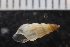  ( - ZMBN_132287)  @11 [ ] CreativeCommons - Attribution Non-Commercial Share-Alike (2019) University of Bergen Natural History Collections
