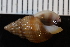  ( - ZMBN_132290)  @11 [ ] CreativeCommons - Attribution Non-Commercial Share-Alike (2019) University of Bergen Natural History Collections