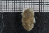  ( - ZMBN_136174)  @11 [ ] CreativeCommons - Attribution Non-Commercial Share-Alike (2020) University of Bergen Natural History Collections