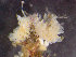  (Tubulipora - ZMBN_138001)  @11 [ ] CreativeCommons BY NC SA (2021) University of Bergen Natural History Collections