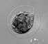  (Haematococcus rubicundus - IT01_06)  @11 [ ] Unspecified (default): All Rights Reserved  Unspecified Unspecified