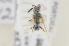  (Lasioglossum immunitum - RBINS-AP412)  @11 [ ] Unspecified (default): All Rights Reserved  Unspecified Unspecified