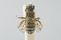  (Vestitohalictus creticola - RBINS-AP419)  @11 [ ] Unspecified (default): All Rights Reserved  Unspecified Unspecified