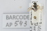 (Lasioglossum mose - RBINS-AP543)  @11 [ ] Unspecified (default): All Rights Reserved  Unspecified Unspecified