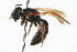  (Corynura chilensis - MACN-En 8136)  @15 [ ] Copyright (2011) MACN Museo Argentino de Ciencias Naturales 