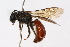  (Corynura rubella - MACN-En 8210)  @15 [ ] Copyright (2011) MACN Museo Argentino de Ciencias Naturales 