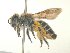  (Sarocolletes rufipennis - MACN-En 21731)  @14 [ ] Copyright (2016) Luis Compagnucci Museo Argentino de Ciencias Naturales "Bernardino Rivadavia"