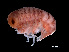  (Brachyscelus globiceps - NBCHyAmp-008)  @11 [ ] CreativeCommons Attribution-NonCommercial-ShareAlike (2023) Naturalis Biodiversity Center Unspecified